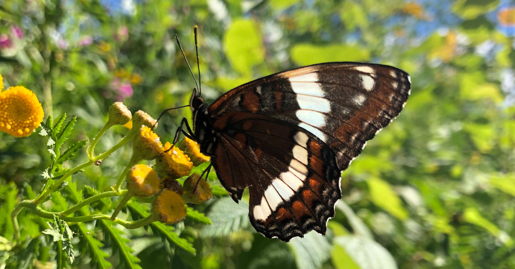 How to Plant a Butterfly Garden: Our Top Seven Tips